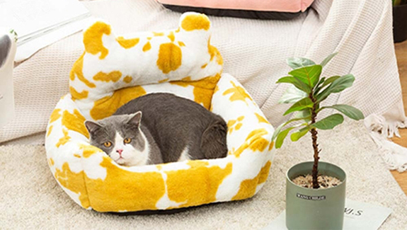 宠物火化善终服务—哥哥 “汤圆” 和妹妹