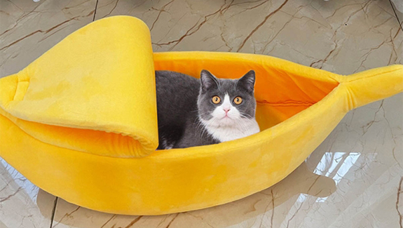 宠物殡葬服务—可乐的最后华尔兹 