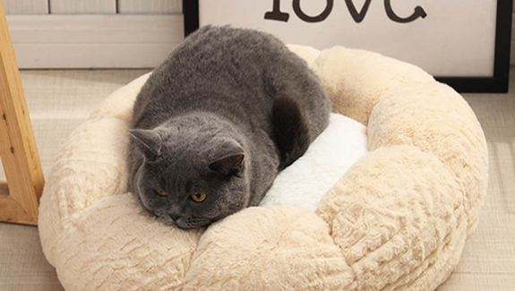 宠物火化善终服务——阿福的晨光