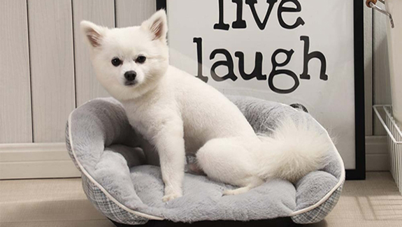 宠物火化善终服务——8年的博美犬 