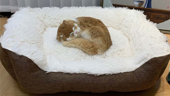 宠物火化善终服务—陈先生和他的猫咪 “雪